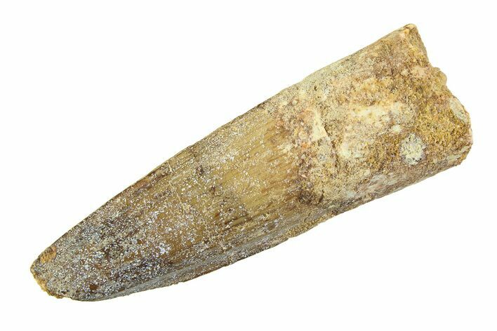 Fossil Spinosaurus Tooth - Real Dinosaur Tooth #354762